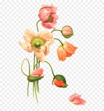 Flower Watercolor painting Illustration - Orange-red flowers 