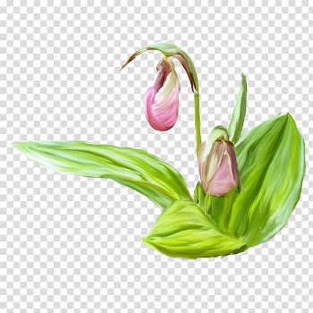 Flower Watercolor painting Pink, Lotus transparent background PNG clipart