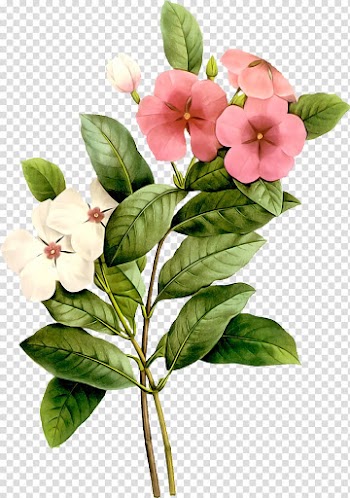 Flower Watercolor painting Plant, painted flowers transparent background PNG clipart