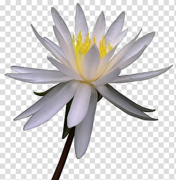 Flower Watercolor painting Water lily , Watercolor flowers creative floral ps transparent background PNG clipart