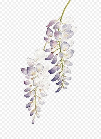 Flower Watercolor painting Wisteria floribunda - Watercolor flowers 