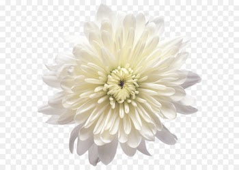 Flower White Balloon - White Chrysanthemum Flower Transparent PNG Clip Art Image 