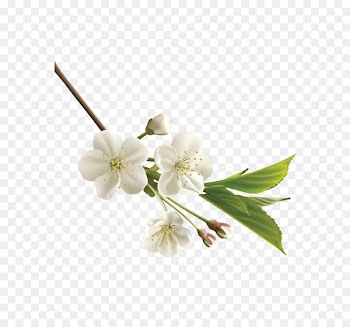 Flower White Clip art - Vector white realistic Japanese cherry blossoms 