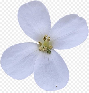 Flower White Clip art - white flower 