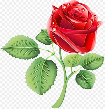 Flower, White, Floral Design, Garden Roses PNG