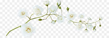 Flower White Green - White Plum 