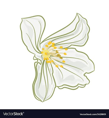 Flower white jasmine Isolated on a white vector image