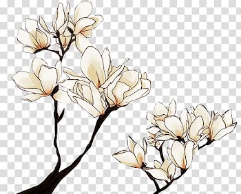 Flower, white Magnolia flowers transparent background PNG clipart