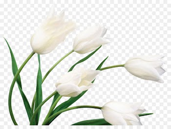 Flower White Wedding dress Wallpaper - lily 