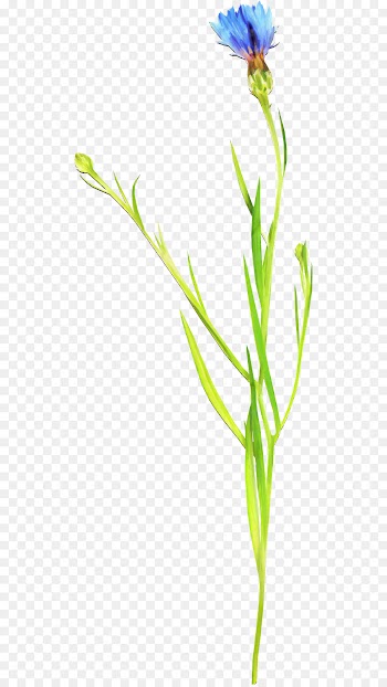Flower, Wildflower, Petal, Plant, Flowering Plant PNG