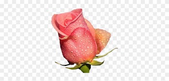 Flower With Raindrops - Garden Roses