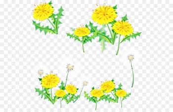 flower yellow chamomile mayweed plant