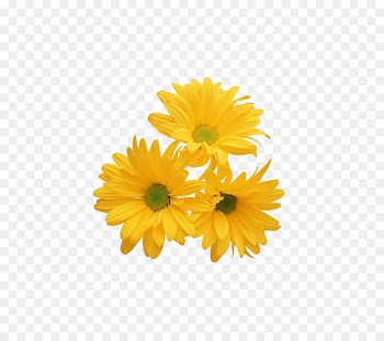 Flower - yellow,chrysanthemum 