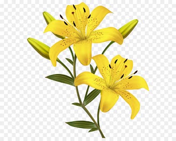 Flower Yellow Easter lily Clip art - Yellow Lilies PNG Clipart Image 