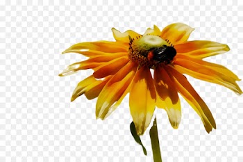 flower yellow petal honeybee plant