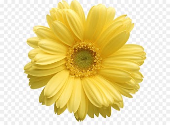 Flower Yellow Stock photography Clip art - Yellow Gerber Daisy Clipart 