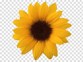 Flower, yellow sunflower transparent background PNG clipart