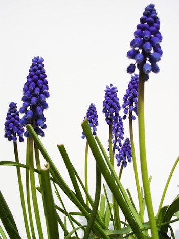 flower8.jpg