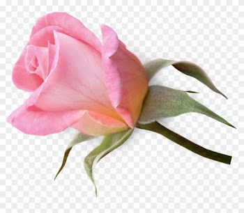 Flowerclipartpinkrosebud - Pink Rose Buds Png