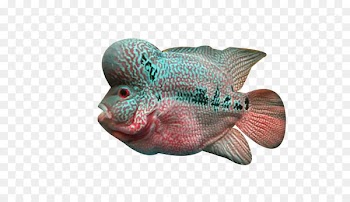 Flowerhorn cichlid Fish Deep sea - Deep sea rosé fish 