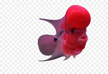 Flowerhorn cichlid Fish - Pink rosé fish 