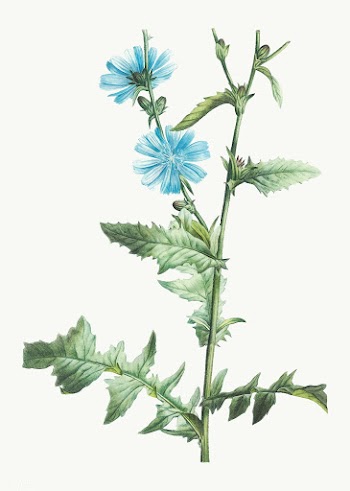 Flowering chicory plant | Free stock vector - 573966