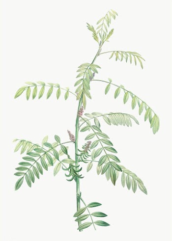 Flowering indigo plant | Free stock vector - 573958