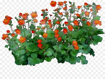 Flowering plant Annual plant Herb Groundcover -  