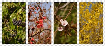 Flowering plant Branching, mps transparent background PNG clipart