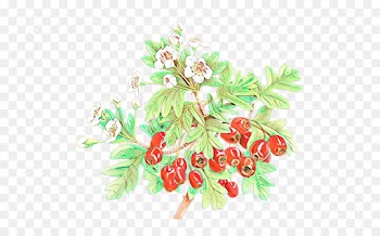 Flowering Plant, Floral Design, Fruit, Flower, Branch PNG