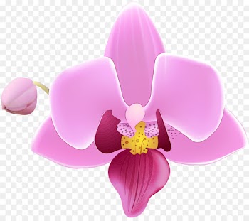 flowering plant flower petal pink moth orchid