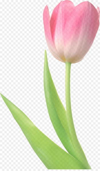 flowering plant flower petal tulip plant