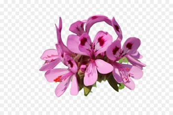 flowering plant flower pink petal plant