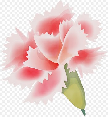 flowering plant flower pink petal plant