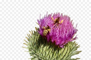 flowering plant flower plant greater burdock artichoke thistle