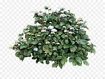 flowering plant flower plant leaf tree