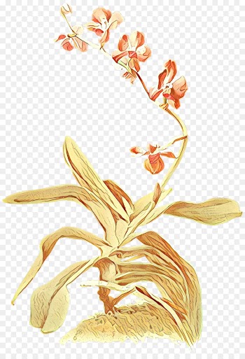flowering plant flower plant orchid terrestrial plant