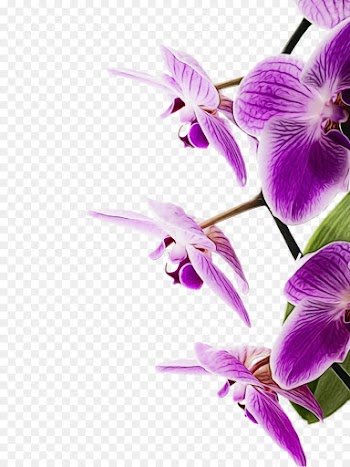 flowering plant flower purple violet petal