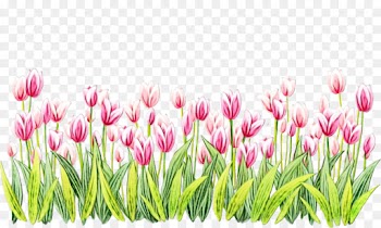 flowering plant flower tulip plant lady tulip
