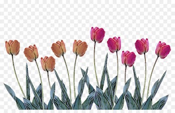 flowering plant flower tulip plant petal