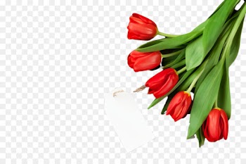 flowering plant flower tulip red tabasco pepper