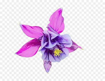 flowering plant flower violet purple petal