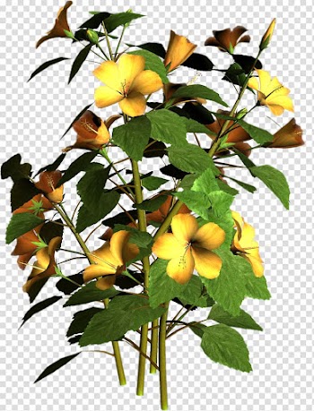 Flowering plant Flowering plant , plant transparent background PNG clipart