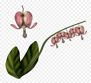 Flowering Plant, Fruit, Plant Stem, Flower, Plant PNG