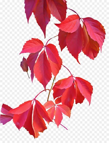 flowering plant leaf tree red plant