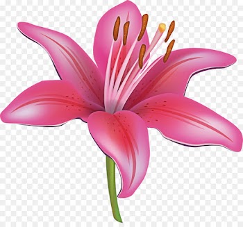 flowering plant lily petal flower pink