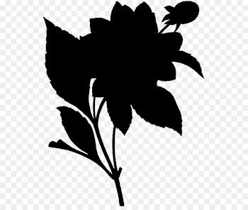 Flowering plant Peony Garden roses Petal -  