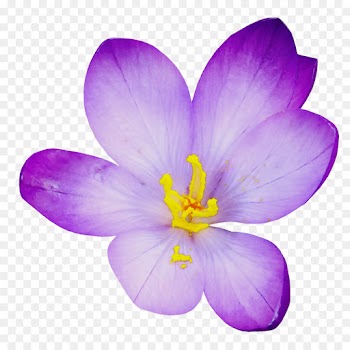flowering plant petal crocus flower violet
