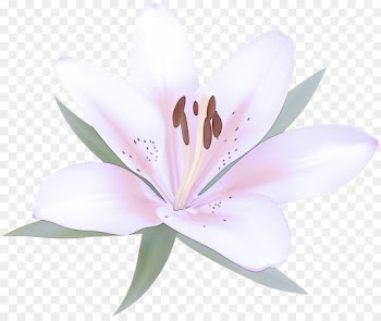 flowering plant petal flower lily pink