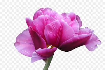 flowering plant petal flower purple pink